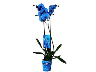 Phalaenopsis jednovýhon Royal Blue K12, 12 květů