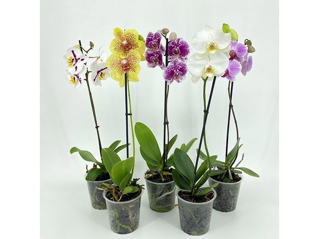 Obrázek produktu Phalaenopsis dvouvýhon mix K12, 12 květů, výška 55cm