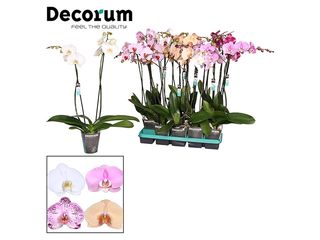Phalaenopsis super dvouvýhon mix, K15