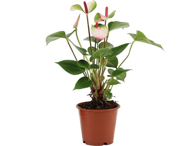 Obrázek produktu Anthurium andreanum 'Amalia Elegans' K12