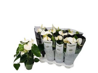 Anthurium andreanum 'White Champion' K14