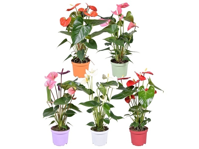 Obrázek produktu Anthurium andreanum mix K14