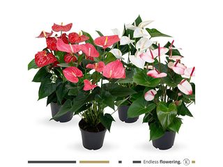 Anthurium andreanum K17