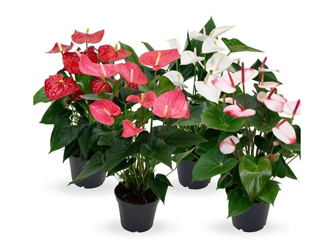 Obrázek produktu Anthurium andreanum K17