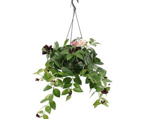 Aeschynanthus Mona Lisa K14
