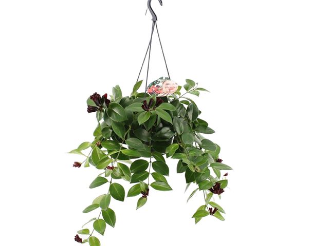 Obrázek produktu Aeschynanthus Mona Lisa K14