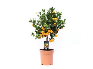 Citrofortunella Calamondin K19