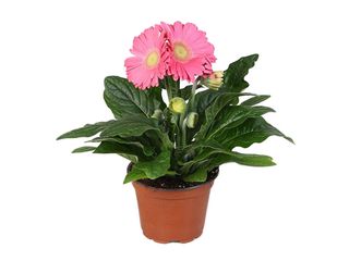 Gerbera růžová K12