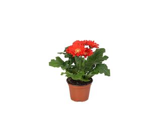 Gerbera červená K12
