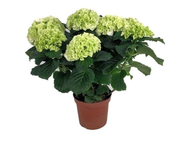 Obrázek produktu Hortenzie bílá K13, výška 35cm, 5-6 květů