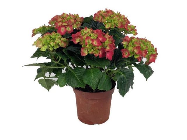 Obrázek produktu Hortenzie červená K13, výška 35cm, 5-6 květů