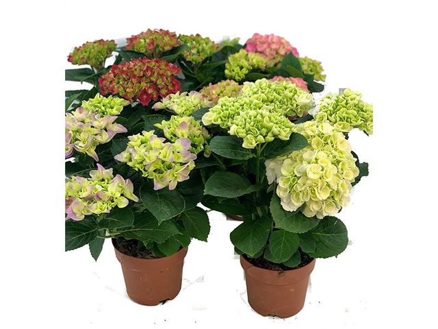 Obrázek produktu Hortenzie mix K13, výška 35cm, 5-6 květů