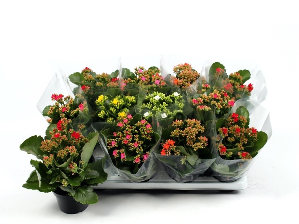 Kalanchoe K10. EAN: 8716982263228