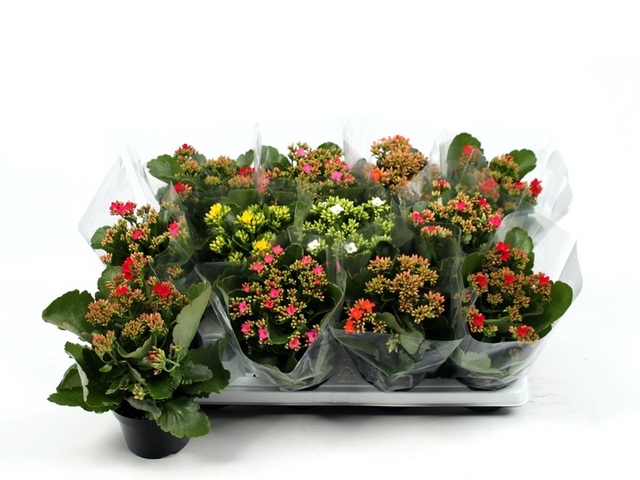 Obrázek produktu Kalanchoe K10