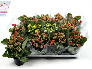 Kalanchoe K10
