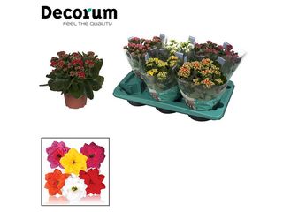 Kalanchoe K15