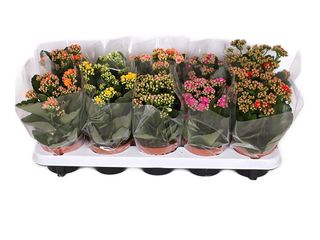 Kalanchoe Calandiva K10