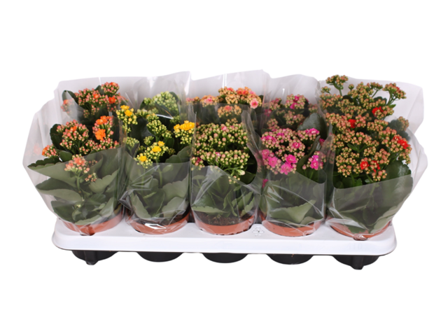 Obrázek produktu Kalanchoe Calandiva K10