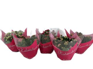 Kalanchoe Calandiva coupe K23