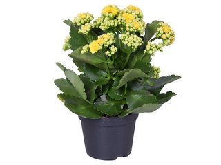 Kalanchoe Calandiva žlutá K10