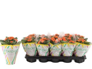 Kalanchoe Calandiva oranžová K10