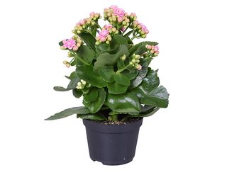 Kalanchoe Calandiva růžová K10