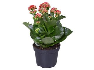 Kalanchoe Calandiva červená K10