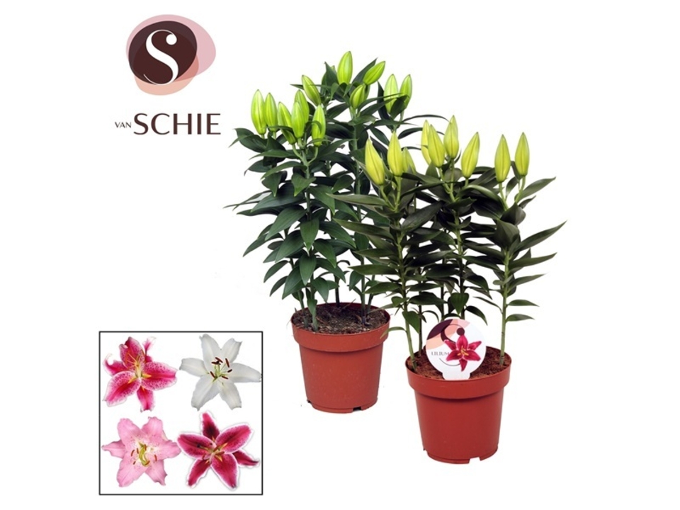 Lilium hybride K19. EAN: 8716982271827