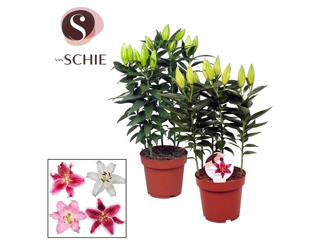 Obrázek produktu Lilium hybride K19