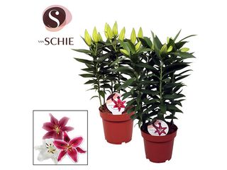 Lilium hybride K19
