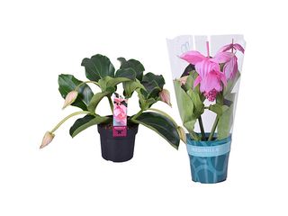 Medinilla 3-5 květů K17