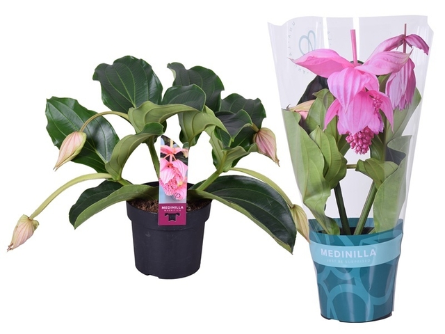 Obrázek produktu Medinilla 3-5 květů K17