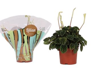 Peperomia caperata Lilian K12