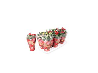 Rosa parade K10
