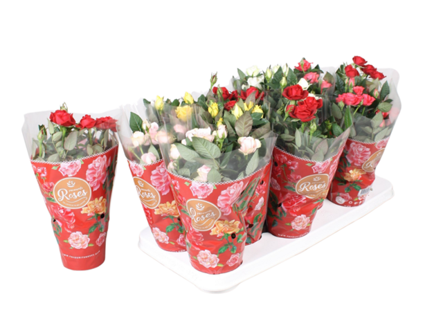 Obrázek produktu Rosa parade K10