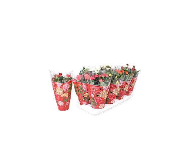 Obrázek produktu Rosa patio K13