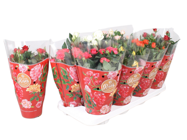 Obrázek produktu Rosa patio K13