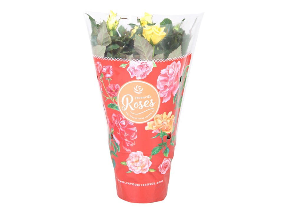 Rosa žlutá K10. EAN: 8716983133933