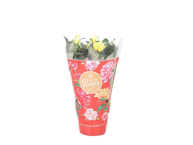 Obrázek produktu Rosa žlutá K10