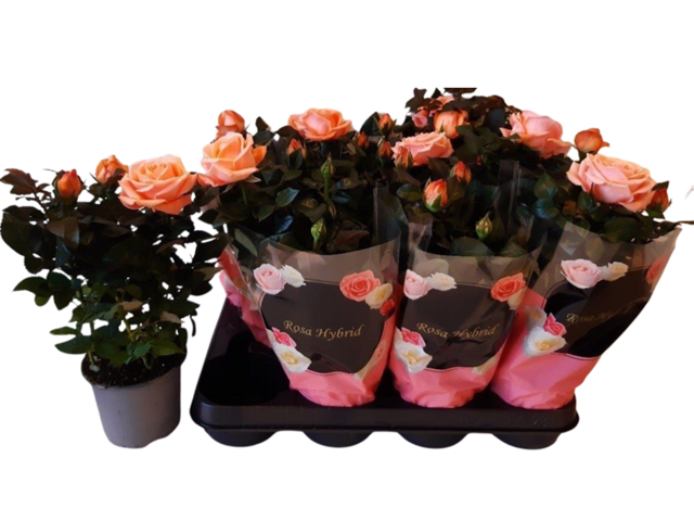 Obrázek produktu Rosa oranžová K10