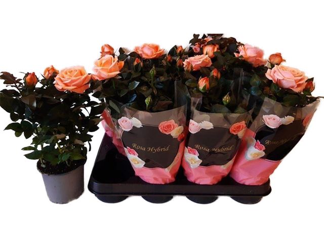 Obrázek produktu Rosa oranžová K10