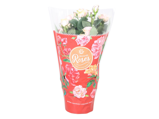 Obrázek produktu Rosa růžová K10