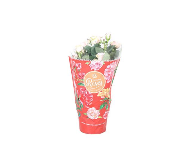 Obrázek produktu Rosa růžová K10
