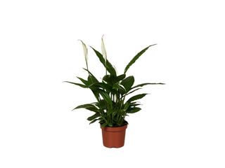 Spathiphyllum K9