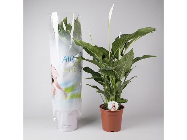 Obrázek produktu Spathiphyllum K17, výška 60cm