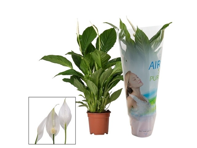 Obrázek produktu Spathiphyllum K17