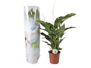 Spathiphyllum K21