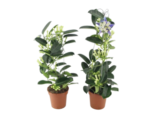 Stephanotis K12