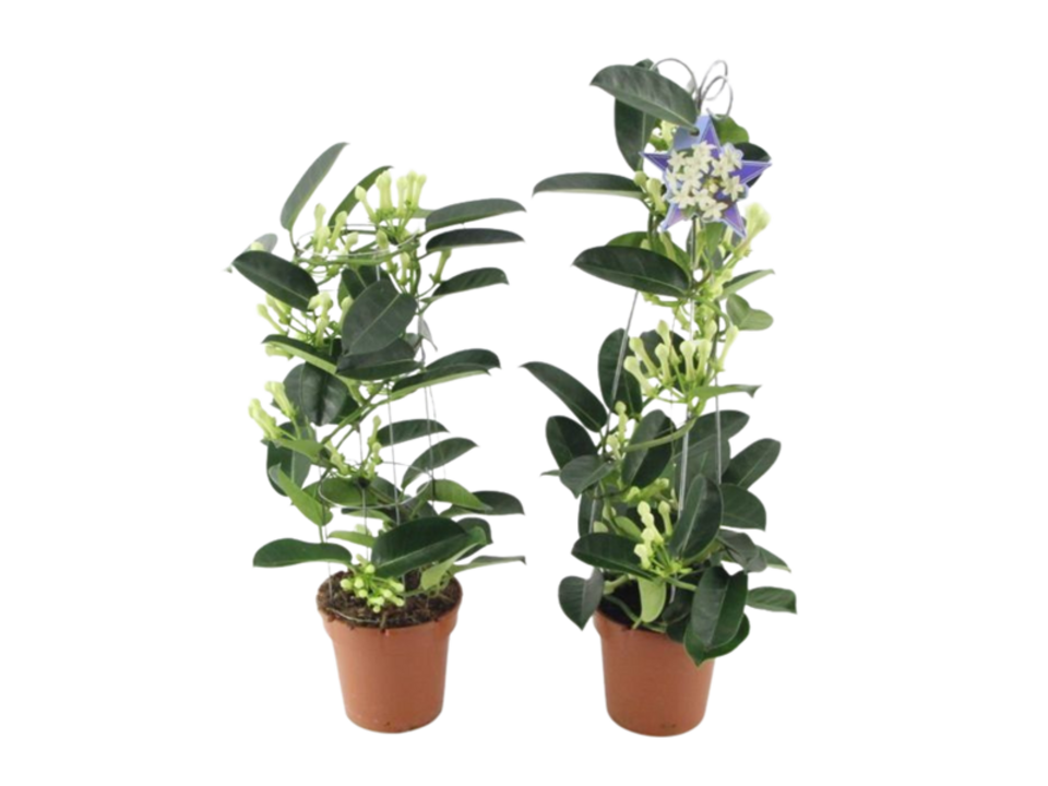 Stephanotis K12. EAN: 8716982266526