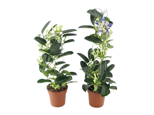 Obrázek produktu Stephanotis K12